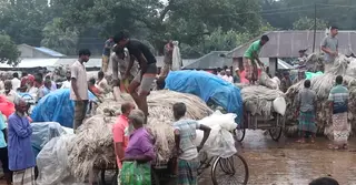 নওগাঁর বাজারে উঠছে সোনালি আঁশ; ভালো দাম পাওয়ায় চাষিদের মুখে হাসি